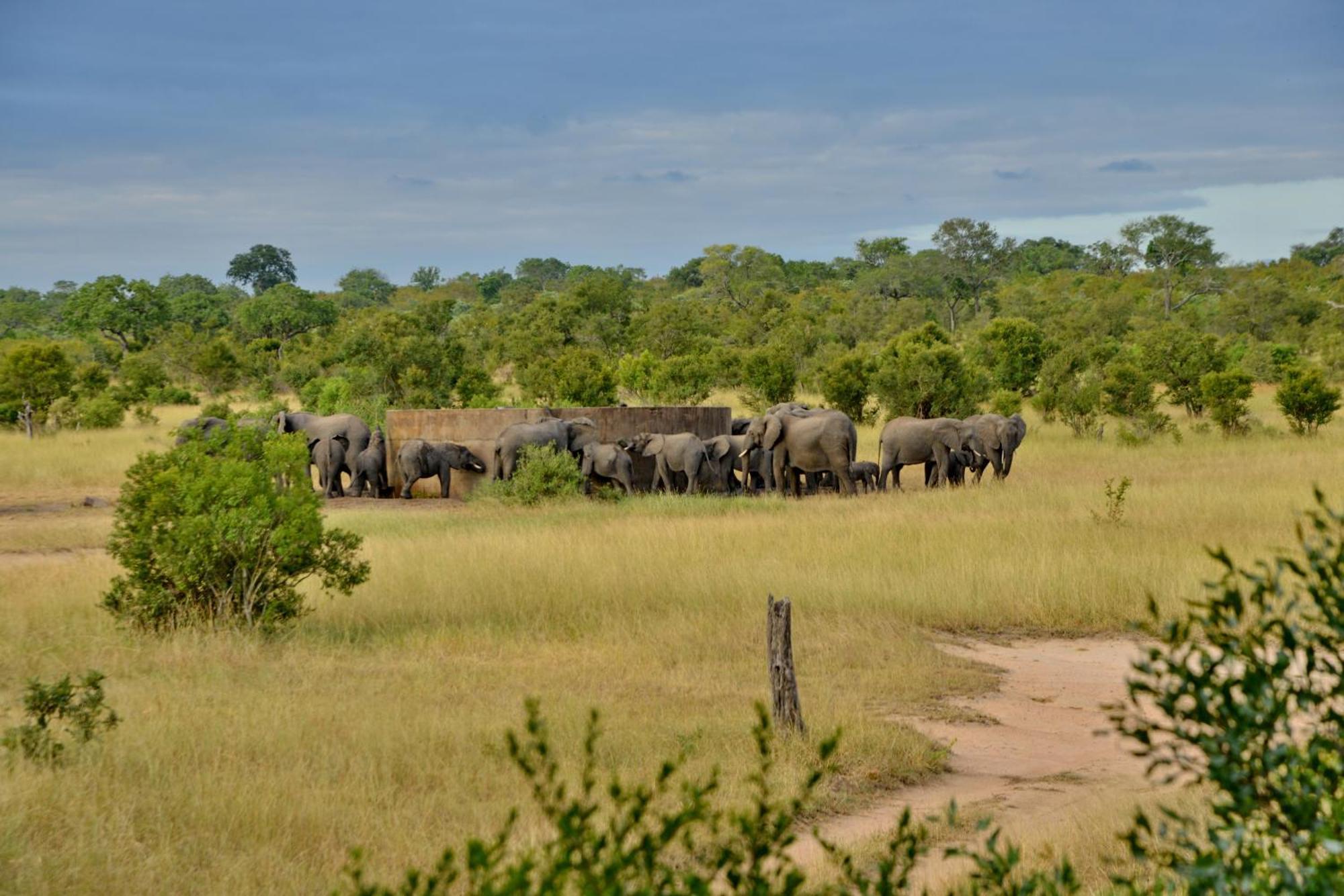 Rhino Walking Safaris Hotel Skukuza Ngoại thất bức ảnh