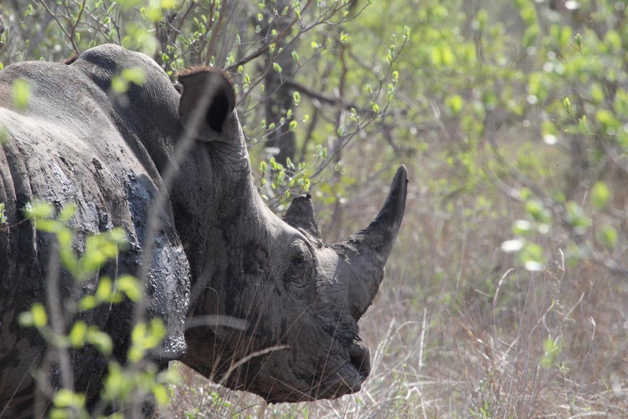 Rhino Walking Safaris Hotel Skukuza Ngoại thất bức ảnh